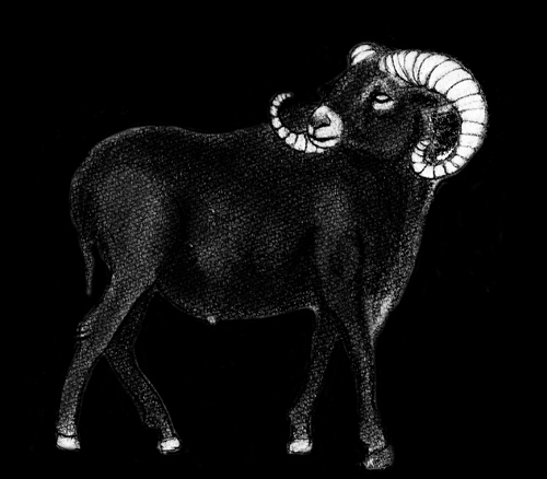 BLACK SHEEP1.jpg